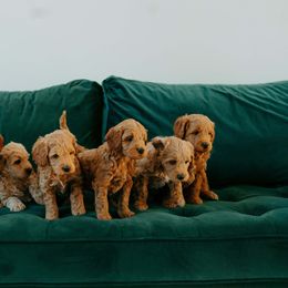 Goldendoodle Puppies from Patton Doodles