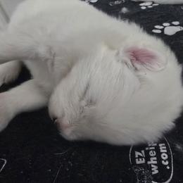 Lt blue - White male Samoyed puppy in Muncie, Indiana from Scarlett Creek Retrievers and Samoyeds