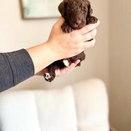 Bob Ross - Chocolate male Goldendoodle puppy in Twin Falls, Idaho from Burrow & Bone