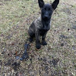 xDutch Shepherd Puppies from Crystal Coast Canines
