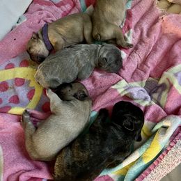 French Bulldog Puppies from A Pair of Ears