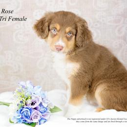 Rose - Red tri female Miniature Australian Shepherd puppy in Mechanicsburg, Pennsylvania from TJ's Aussies