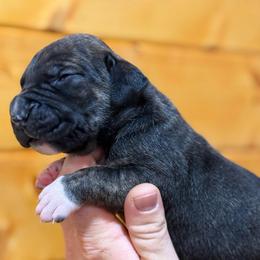 Black brindle girl - Brindle female Great Dane puppy in Greenville, South Carolina from Allen’s Ridge Ranch