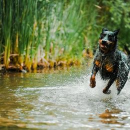 Beaucerons from Feu des Étoiles