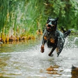 Beaucerons from Feu des Étoiles