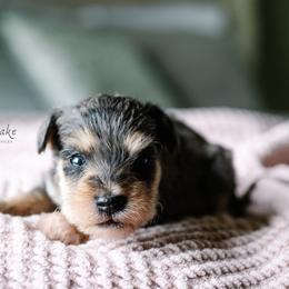 Rick Strike - Merle male Schnoodle puppy in Grove, Oklahoma from Grand Lake Poodles & Doodles