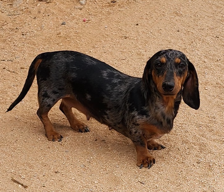 Trixie - Dachshund