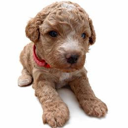 Red Boy - Apricot male Goldendoodle puppy in Hot Springs, Arkansas from Hot Springs Kennels