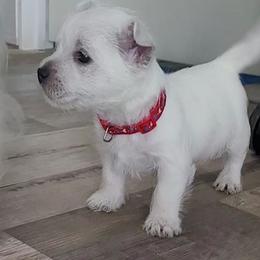 Boy 3 - White male West Highland White Terrier puppy in Cedaredge, Colorado from Bloom Puppies