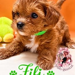 Fifi - Brown female Maltipoo puppy in Concord, California from Puppy Boutique