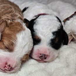 Nutmeg - Black and white female Bernedoodle puppy in Granton, Wisconsin from Rose River Farms