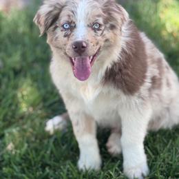Rainer - Red merle male Miniature Australian Shepherd puppy in California from Eagle River Aussies