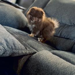 Hollie - Chocolate and tan female Pomeranian puppy in Modesto, California from My Secret Poms