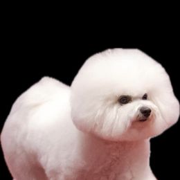 Lydia - Bichon Frise