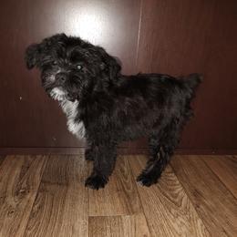 Nick - Black male Yorkipoo puppy in Lapeer, Michigan from Puppy Kisses