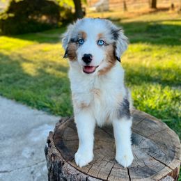 Ralph - Blue merle male Miniature Australian Shepherd puppy in Dayton, Washington from Rafter 22 Aussies