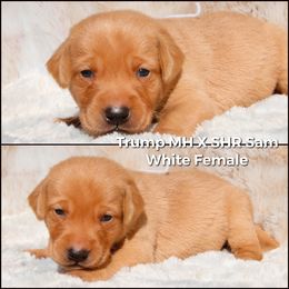 German Shorthaired Pointer and Labrador Retriever Puppies from LL Gun Dogs, LLC