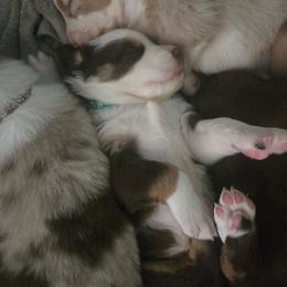 Cocoa - Red tri-color female Australian Shepherd puppy in Russellville, Kentucky from Page Family Homestead