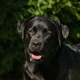 Jessica - Labrador Retriever