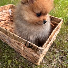 Pomeranian Puppies from Maine Pom’s