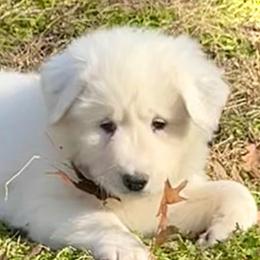 LIZZIE Orange collar female - White female Great Pyrenees puppy in Fair Grove, Missouri from Allen Wags & Woolies