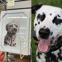 Dachshund, Dalmatian, Havanese, Maltese, Pomeranian, and Poodle Puppies from Destination Dalmatian