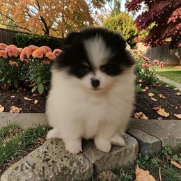 Hayden 3,500 dollars - Black and tan parti female Pomeranian puppy in Amelia, Ohio from Boujee Puff Poms