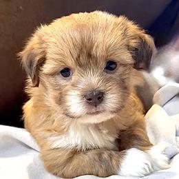 Zippy - Fawn male Havanese puppy in Lancaster, South Carolina from 3 Bs Havanese-PUPPIES with  PURPOSE