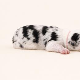 Girl 3 - Merle female Sheepadoodle puppy in Mesa, Arizona from Desert Sheepies and Doodles