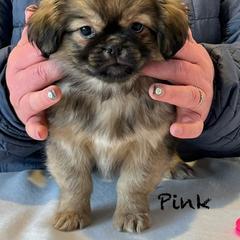 Tibetan Spaniel Puppies from Trinity Tibetan Spaniels