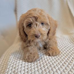 Maxine - Apricot female Goldendoodle puppy in Twin Falls, Idaho from Magic Valley Family Doodles