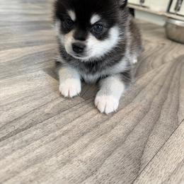 Male 1 - Black and white male Alaskan Klee Kai puppy in Beverly Hills, Florida from Lucky Charm Klee Kai