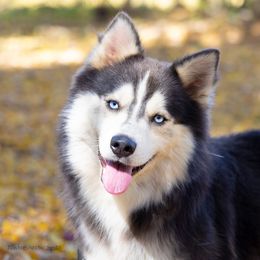 Rune - Pomsky