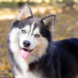 Rune - Pomsky