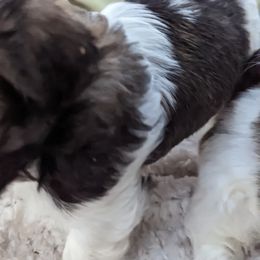 Shih Tzu Puppies from We Shih Tzu Not!