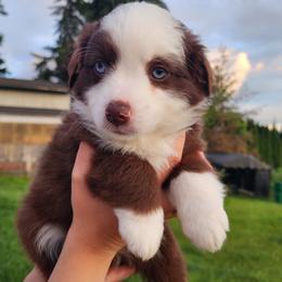 Prosperity - Red & white female Miniature Australian Shepherd puppy in Marysville, Washington from Garay Mini Aussies