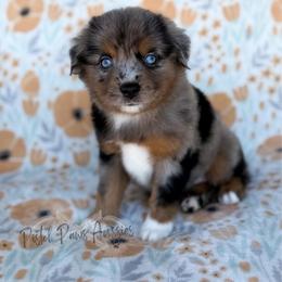 Poppy - Blue merle female Toy Australian Shepherd puppy in Liberty Hill, Texas from Pistol Paws Aussies