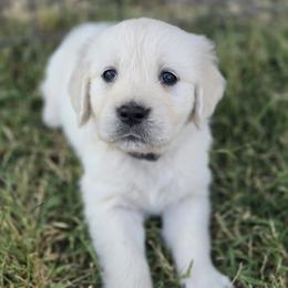 Miss Lime - Light golden female Golden Retriever puppy in Patterson, California from Trusted Valley Retrievers