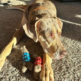 Kimber - Great Dane