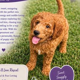 Rascal - Red  male Goldendoodle puppy in Greer, South Carolina from South Paw Doodles