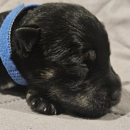Blue Collar Male - Black and silver male Miniature Schnauzer puppy in Mingo, Iowa from Central Iowa Schnauzers, LLC
