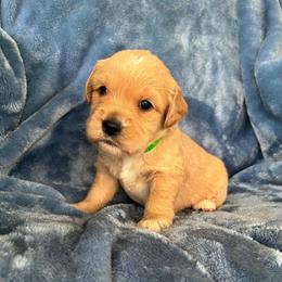 Benny green collar - Cream male Goldendoodle puppy in Lowville, New York from Adirondack Labradoodles