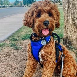 Cavapoo and Cockapoo Puppies from SunnySide Mini Doodles