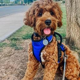 Cavapoo and Cockapoo Puppies from SunnySide Mini Doodles