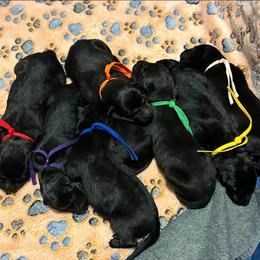 Male 4 - Black brindle male Dutch Shepherd puppy in Fayetteville, North Carolina from Iron Sight K9s