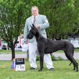 Bentley - Great Dane