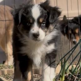 Woodstock "Willie": Peanuts litter 2025 - Black tri male Toy Australian Shepherd puppy in Tremont, Tennessee from 2 Blue Toy Aussies