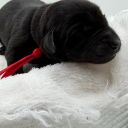 Red - Black male Labrador Retriever puppy in Heath Springs, South Carolina from Rich Hill Retrievers