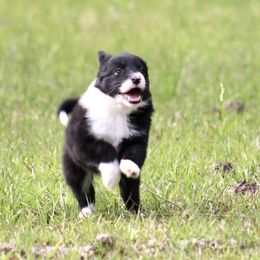 Border Collie Puppies from Bridges Border Collies
