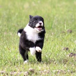 Border Collie Puppies from Bridges Border Collies